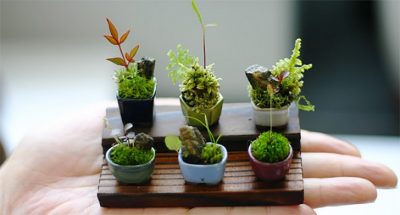 Cây phong thủy hợp tài vận với 12 con giáp