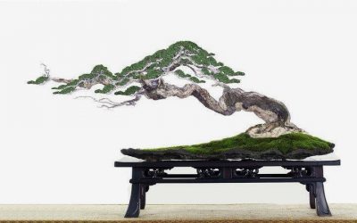 Trang trí nhà với 7 loại bonsai mini đón tài lộc!