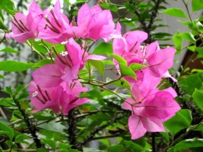 Những loại cây cảnh chịu nắng giỏi, chịu hạn tốt