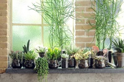 Đã phát hiện ra 5 loại cây cảnh trong nhà hỗ trợ sức khỏe cho bạn!