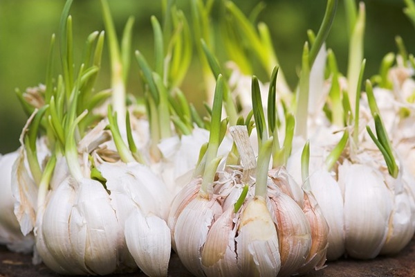 đuổi sạch muỗi