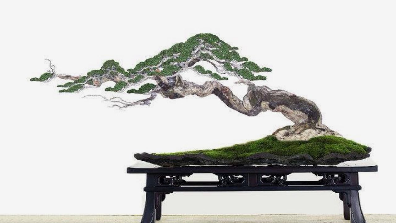 Trang trí nhà với 7 loại bonsai mini đón tài lộc! – bTaskee blog