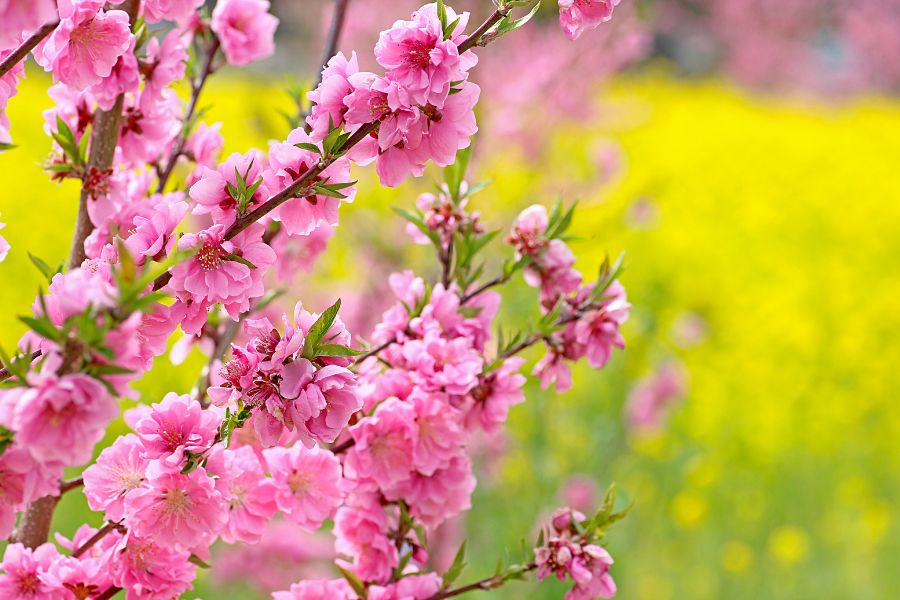Hoa đào với sắc hồng tươi tắn rạng rỡ là thứ không thể thiếu trong ngày Tết ở miền Bắc