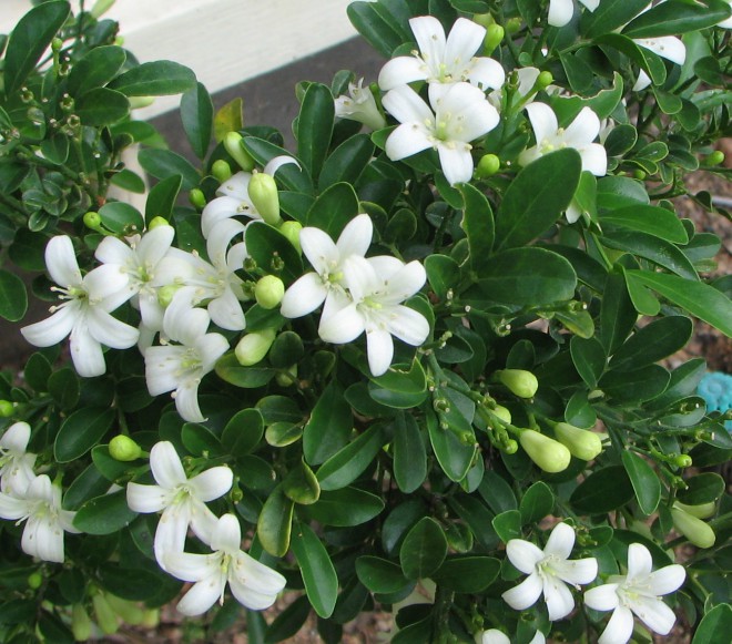 cây cảnh thanh lọc không khí