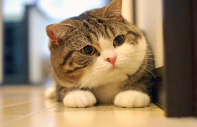 Mẹo khử mùi nước tiểu mèo dành cho những người hay nuôi thú cưng