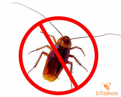 5 cách đuổi gián khỏi nhà không cần dùng hóa chất