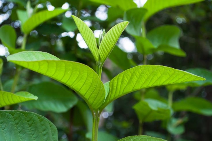 meo-trị-hoi-nach-bang-la-oi