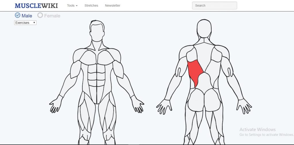 Muscle Wiki bTaskee blog