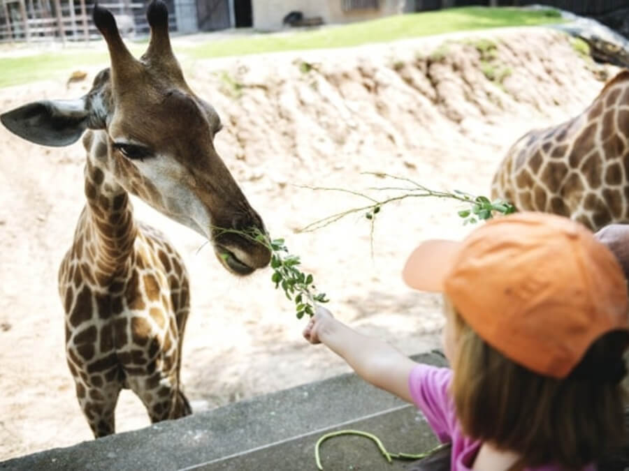 kids visit the zoo in the summer