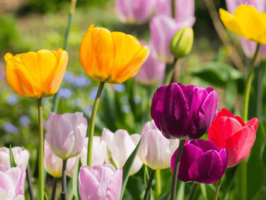 hoa tulip chưng tết