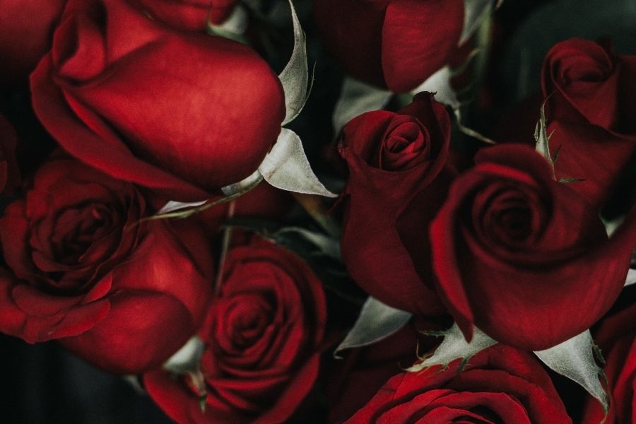 món quà tặng 8/3 cho bạn gái đầy ý nghĩa chỉ có thể là hoa hồng